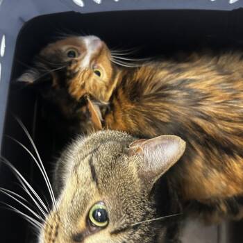 JC -  Domestic Short Hair Cat for Adoption in Philadelphia, Pennsylvania - JC | PetCurious