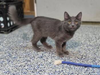 Buffy the vampire slayer -  Domestic Short Hair Cat for Adoption in Mishawaka, Indiana - Buffy The Vampire Slayer | PetCurious