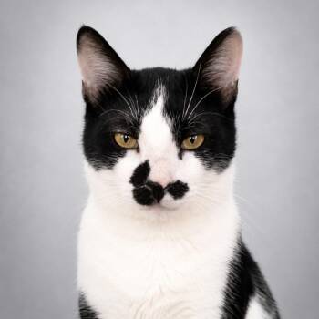 Mustache -  Domestic Short Hair Cat for Adoption in Fairfax Station, Virginia - Mustache | PetCurious