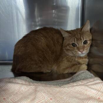 Domestic Short Hair Cats Available for Adoption in Spokane, Washington - Creamsicle | PetCurious