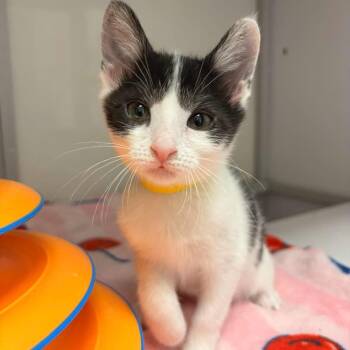 Tortellini -  Domestic Short Hair Cat for Adoption in White Oak, Pennsylvania - Tortellini | PetCurious