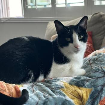 Cosmo -  Domestic Short Hair Cat for Adoption in Temecula, California - Cosmo | PetCurious