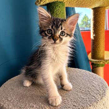 Penny -  Domestic Long Hair Cat for Adoption in Long Beach, California - Penny | PetCurious