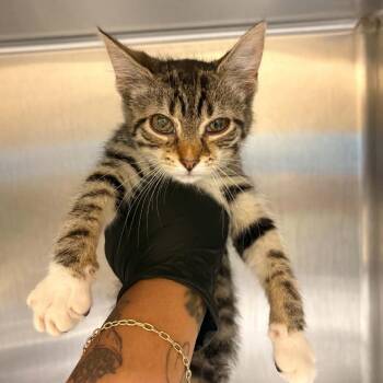 Moxley -  Domestic Short Hair Cat for Adoption in Winston-salem, North Carolina - Moxley | PetCurious