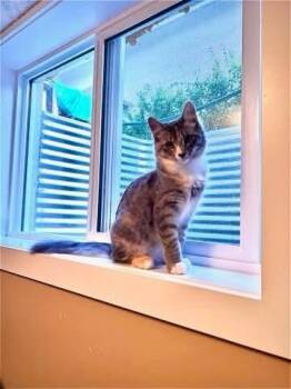 Share -  Domestic Short Hair Cat for Adoption in Edmonton, Alberta - Share | PetCurious