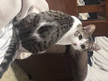 Rescue Domestic Short Hair Cats for Adoption in Buffalo, New York - Honey | PetCurious