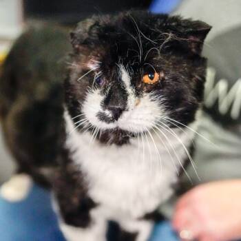 Rescue Domestic Short Hair Cats for Adoption - Big Chungus | PetCurious