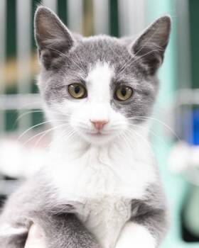 Rescue Domestic Short Hair and American Shorthair Cats for Adoption in Bedford, Indiana - Meredith Grey | PetCurious