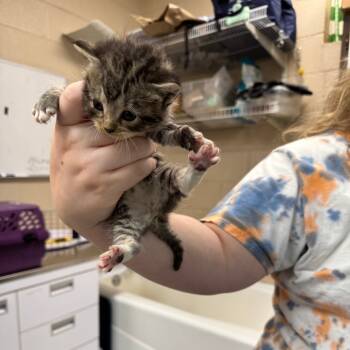 Rescue Domestic Short Hair Cats for Adoption in Troy, Virginia - Echo | PetCurious