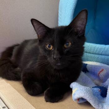 Prince -  Domestic Medium Hair Cat for Adoption in New York, New York - Prince | PetCurious