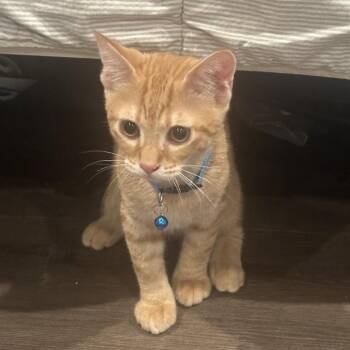 Jamie -  Domestic Short Hair Cat for Adoption in Tampa, Florida - Jamie | PetCurious