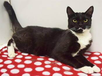 INKY -  Domestic Short Hair Cat for Adoption in Sacramento, California - INKY | PetCurious