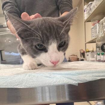 Rufus du Sol -  Domestic Short Hair Cat for Adoption in San Antonio, Texas - Rufus Du Sol | PetCurious