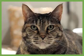 Domestic Short Hair Cats Available for Adoption - Mimi | PetCurious