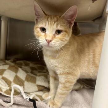 Artificial Flavor -  Domestic Short Hair Cat for Adoption in Walnut Creek, California - Artificial Flavor | PetCurious