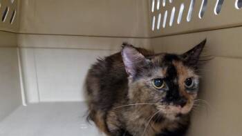KODIAK -  Domestic Medium Hair Cat for Adoption in Aurora, Illinois - KODIAK | PetCurious