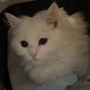 Rescue Himalayan Cats for Adoption in Fairfax, Virginia - Daysam, Sherry And Zahra | PetCurious