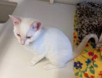 Domestic Short Hair and Siamese Cats Available for Adoption in Williamsburg, Iowa - Finn | PetCurious