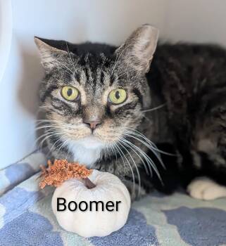 Boomer -  Domestic Short Hair Cat for Adoption in Flint, Michigan - Boomer | PetCurious