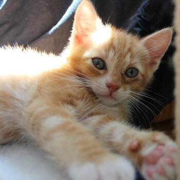 Ozzy -  Domestic Short Hair Cat for Adoption in Los Angeles, California - Ozzy | PetCurious