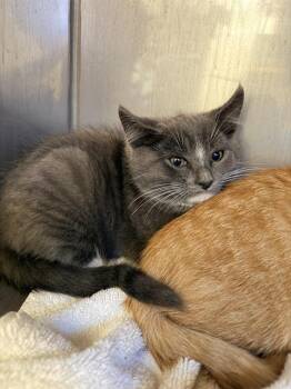 FRENCH* -  Domestic Short Hair Cat for Adoption in Santa Cruz, California - FRENCH* | PetCurious