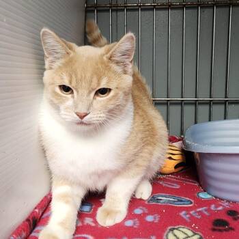 Domestic Short Hair Cats Available for Adoption - Dylan K46314 | PetCurious