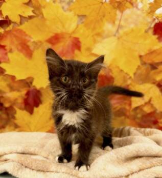 Bird of Paradise -  Tuxedo Cat for Adoption in Tehachapi, California - Bird Of Paradise | PetCurious