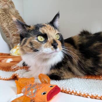 Ricotta -  Calico Cat for Adoption in Newport Beach, California - Ricotta | PetCurious