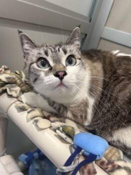 Sonia -  Siamese and Domestic Short Hair Cat for Adoption in Bellevue, Washington - Sonia | PetCurious