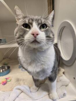 Duncan -  Domestic Short Hair Cat for Adoption in Bellingham, Washington - Duncan | PetCurious