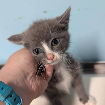 Domestic Medium Hair Cats Available for Adoption in Jefferson City, Tennessee - CAJC-Stray-173743_2_3 | PetCurious
