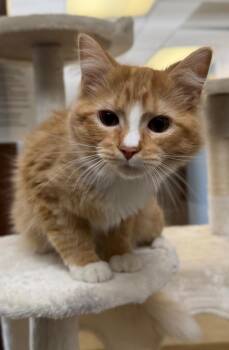New Jersey -  Domestic Long Hair Cat for Adoption in Columbus, Nebraska - New Jersey | PetCurious