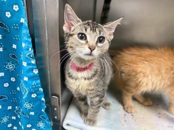 EMMET -  Domestic Short Hair Cat for Adoption in Fort Wayne, Indiana - EMMET | PetCurious