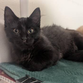 Domestic Medium Hair Cats Available for Adoption - Pretzel | PetCurious