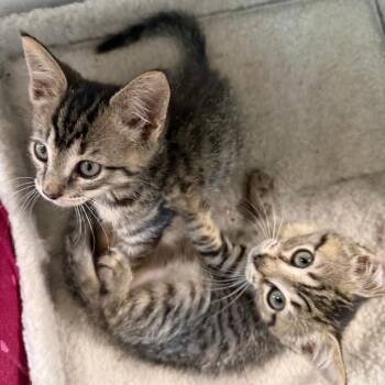 Feast -  Domestic Short Hair Cat for Adoption in Philadelphia, Pennsylvania - Feast | PetCurious