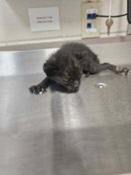 Rescue Domestic Short Hair Cats for Adoption in Gray, Louisiana - Marble | PetCurious