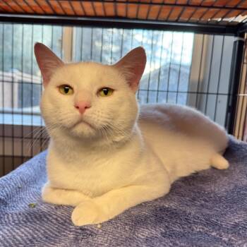 Rescue Domestic Short Hair Cats for Adoption in Puslinch, Ontario - Ghost | PetCurious