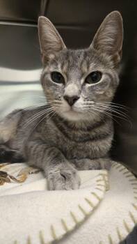 Saffron -  Domestic Short Hair Cat for Adoption in Martinsville, Indiana - Saffron | PetCurious