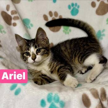 Ariel -  Domestic Short Hair Cat for Adoption in South Elgin, Illinois - Ariel | PetCurious