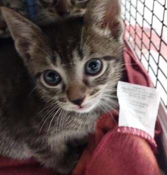 Domestic Short Hair Cats Available for Adoption - A2473332 | PetCurious