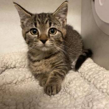 Cera -  Domestic Short Hair Cat for Adoption in Dayton, Ohio - Cera | PetCurious