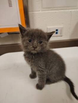 Rescue Domestic Short Hair Cats for Adoption in Atlanta, Georgia - Smokey | PetCurious