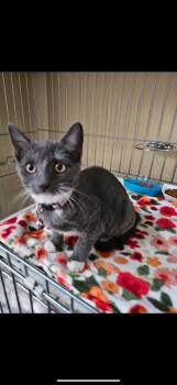 Rescue Domestic Short Hair Cats for Adoption in Sacramento, California - Rain | PetCurious