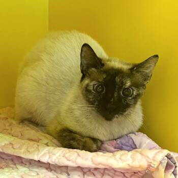 The Thing -  Domestic Short Hair Cat Available for Adoption in Abilene, Texas - The Thing | PetCurious