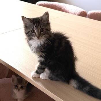 Donut -  Domestic Medium Hair Cat for Adoption in Georgetown, Kentucky - Donut | PetCurious