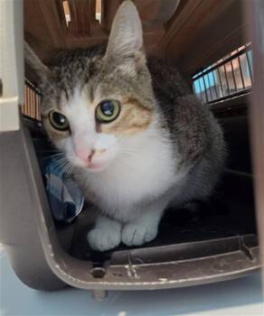 MIMI -  Domestic Short Hair Cat for Adoption in Houston, Texas - MIMI | PetCurious