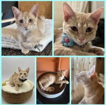 Rescue Tabby Cats for Adoption in Lubbock, Texas - Nevicare | PetCurious