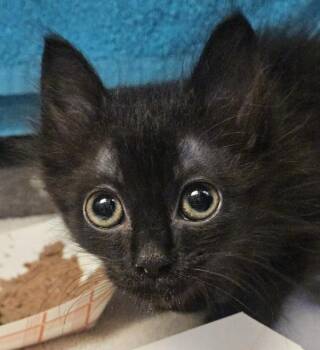 Libby -  Domestic Medium Hair Cat for Adoption in Oakland, California - Libby | PetCurious