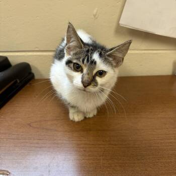 Princess -  Domestic Short Hair Cat for Adoption in Elberon, Virginia - Princess | PetCurious