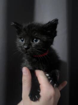SATURN -  Domestic Short Hair Cat for Adoption in Camarillo, California - SATURN | PetCurious
